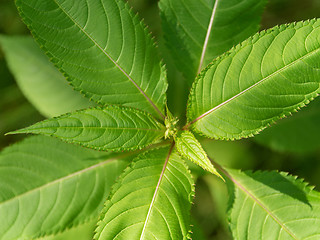 Image showing copper tops detail