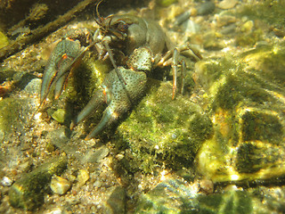 Image showing river blue cancer in water