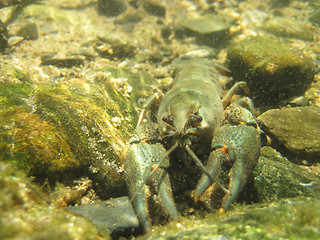 Image showing river blue cancer in water