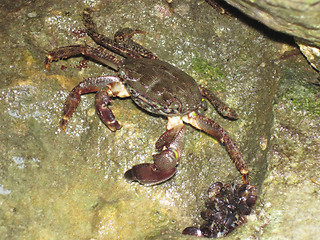 Image showing crabsfrom Bulgarian beach