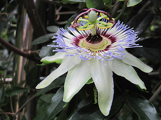 Image showing very nice passion flower