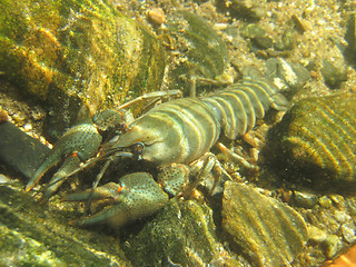 Image showing river blue cancer in water