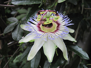 Image showing very nice passion flower