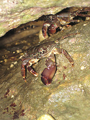 Image showing crabs from Bulgarian beach