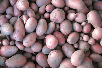 Image showing red potatoes background