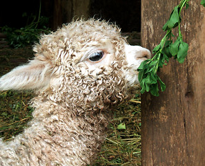 Image showing Baby Lama in Peru