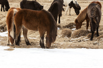 Image showing Herd of Icelandic ponies on a meadow in spring