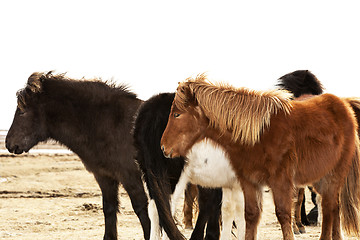 Image showing Herd of Icelandic ponies 