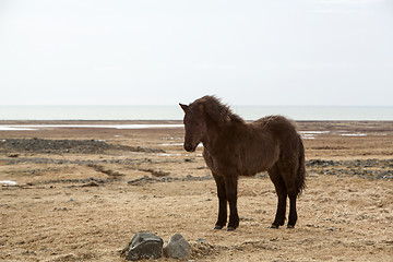 Image showing Portrait of a young black Icelandic horse