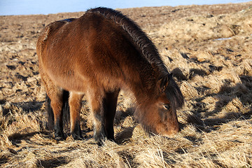 Image showing Brown icelandic pony on a meadow