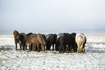 Image showing Herd of Icelandic horses after snow storm