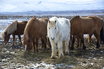 Image showing Herd of colorful Icelandic horses on a meadow