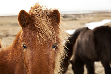 Image showing Closeup of a brown Icelandic pony 