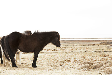 Image showing Portrait of a black Icelandic pony