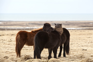 Image showing Herd of Icelandic ponies on a meadow in spring