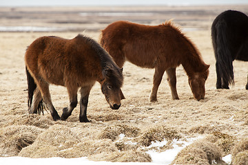 Image showing Herd of Icelandic ponies on a meadow in spring