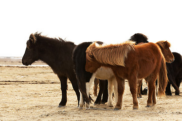 Image showing Herd of Icelandic ponies 