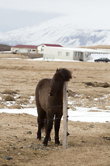 Image showing Portrait of a young black Icelandic horse