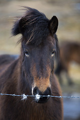 Image showing Portrait of an Icelandic horse on a meadow