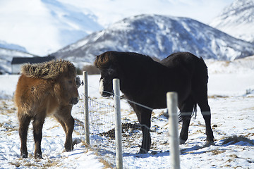 Image showing Two Icelandic horses on a meadow in winter