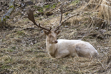 Image showing Albino buck deer in the forest