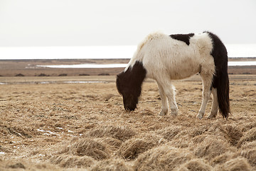 Image showing Portrait of a black and white Icelandic horse 