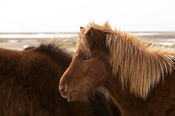 Image showing Brown Icelandic horse on a meadow