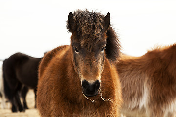 Image showing Portrait of an Icelandic pony with a brown mane