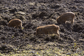 Image showing Wild young piglets on a field