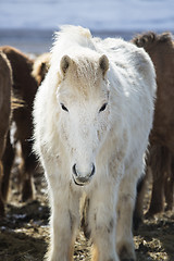 Image showing Portrait of a white Icelandic horse in winter landscape