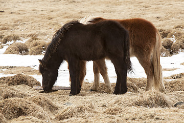 Image showing Two Icelandic horses on a meadow in spring