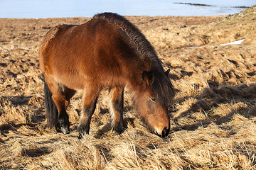 Image showing Brown icelandic pony on a meadow