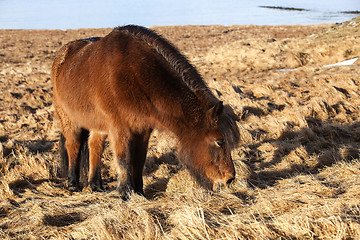 Image showing Brown icelandic pony on a meadow