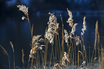 Image showing Golden reeds at a lake