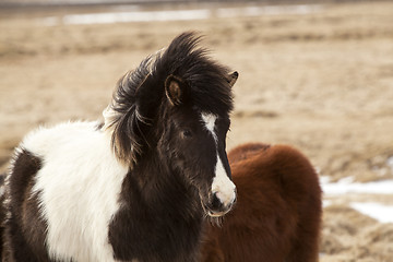 Image showing Portrait of a black and white Icelandic horse 