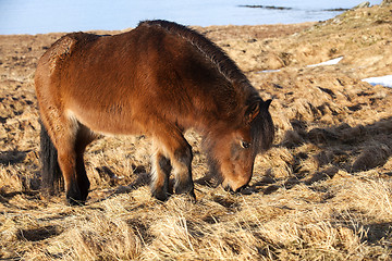 Image showing Brown icelandic pony on a meadow