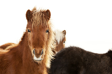 Image showing Portrait of an Icelandic pony with a brown mane