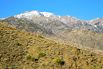 Image showing in ground africa morocco the snow tree