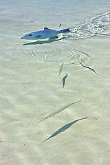 Image showing   fish   isla contoy         in      foam  the sea drop   wave