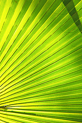 Image showing abstract green leaf  the light and 