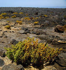 Image showing plant flower    timanfaya volcanic rock stone sky  hill   lanzar