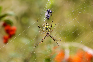 Image showing Spider with prey