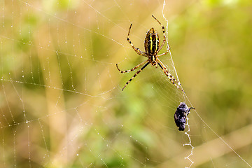 Image showing Spider with prey