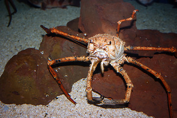 Image showing Mediterranean crab