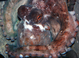 Image showing Octopus