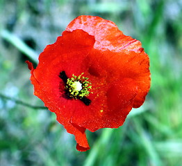 Image showing Poppy red