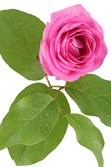 Image showing Rose in Dewdrop