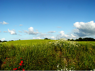Image showing edge of a field