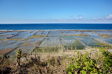 Image showing Plantations of seaweed on beach in Bali, Nusa Penida