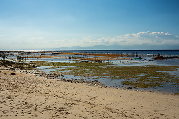 Image showing Plantations of seaweed on beach in Bali, Nusa Penida